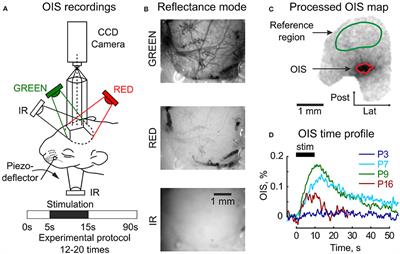 Developmental Changes in Sensory-Evoked Optical Intrinsic Signals in the Rat Barrel Cortex